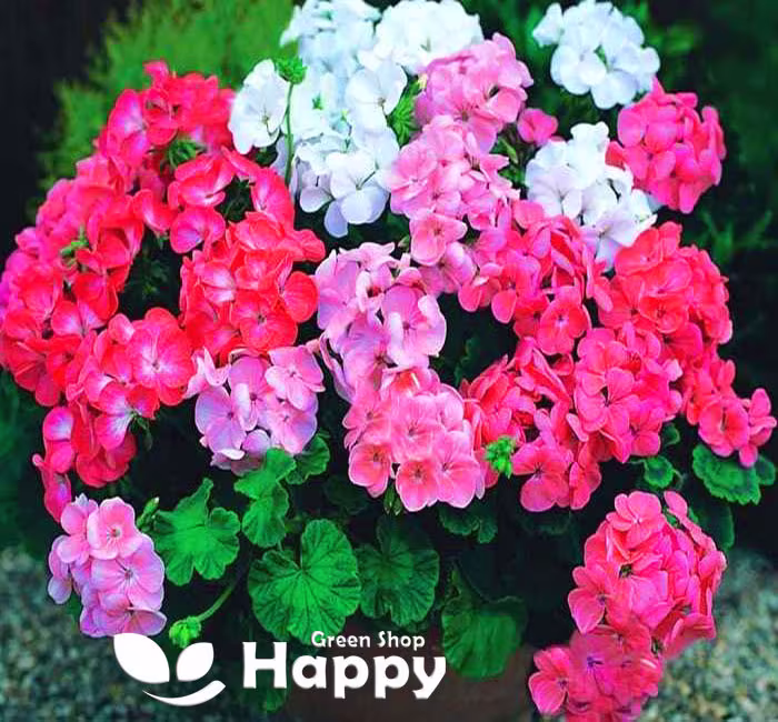 Geranium Colorama F2 Mix - 10 Seeds Pelargonium Zonale Early Flowering Balcony Container Flower