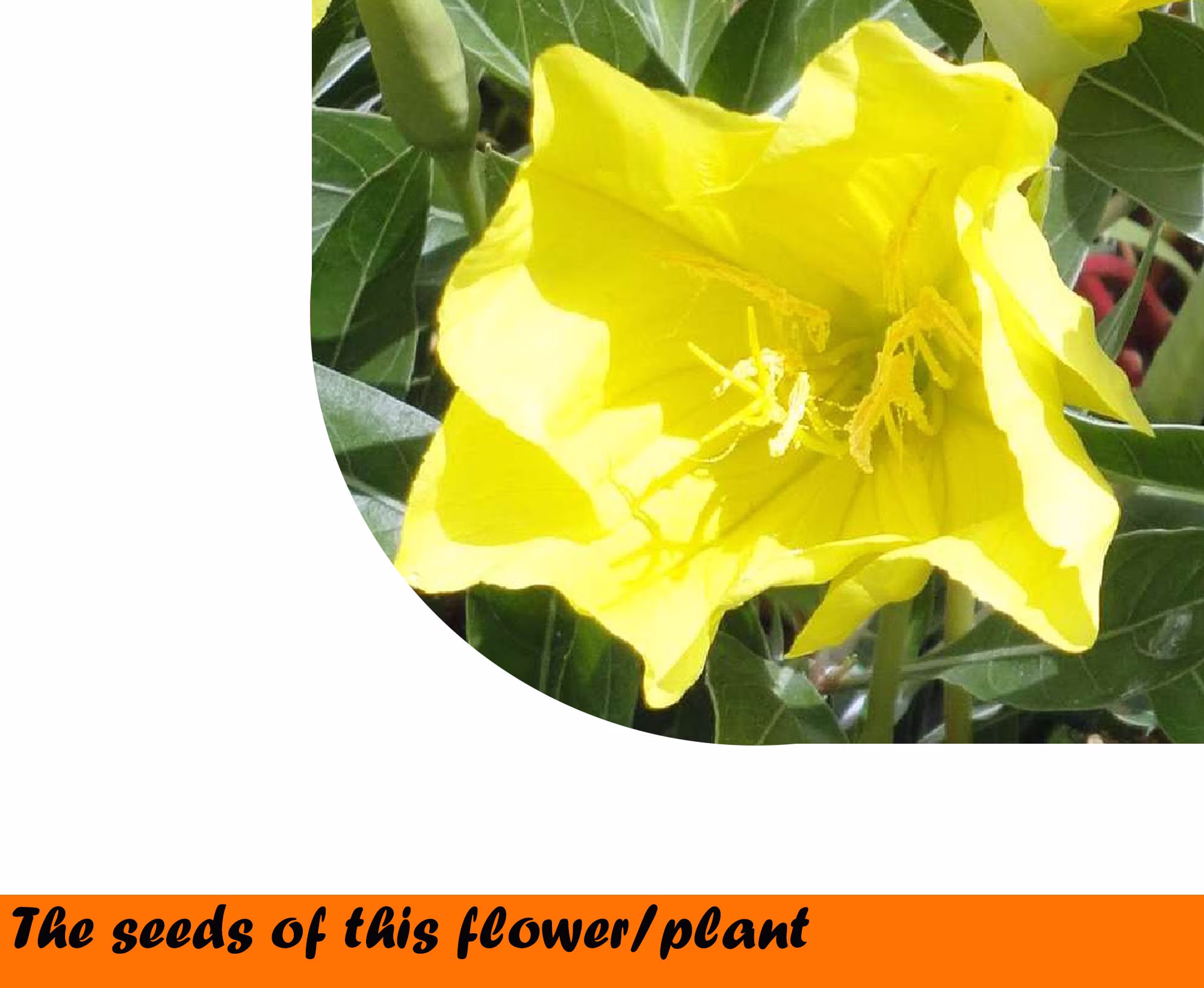 Oenothera Missouriensis Sims 0.2 G