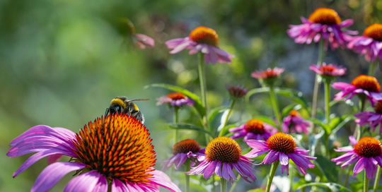 Bee Wildflower Seed Mix, 19+ Varieties, Non-Gmo, Flower Seeds