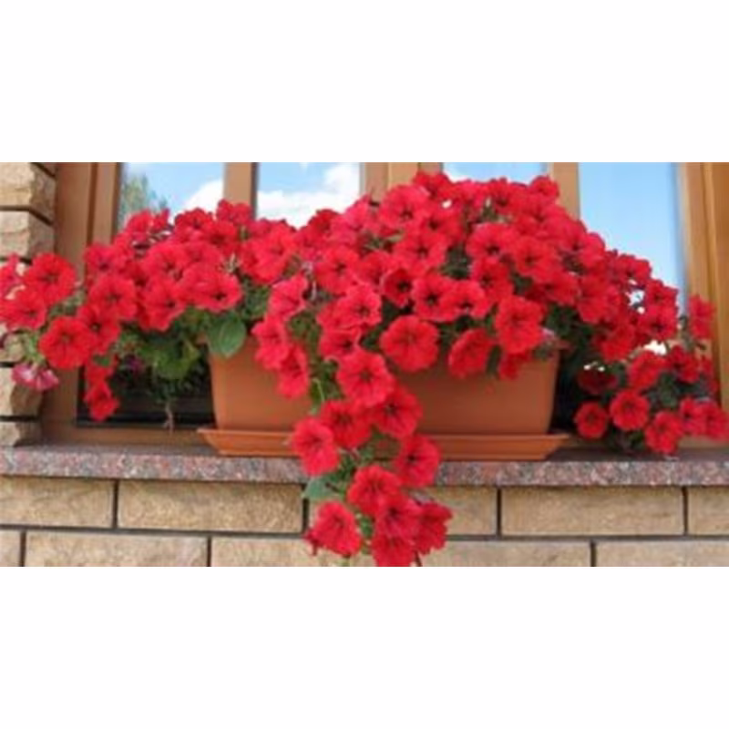 Petunia Trailing Red F1 Seeds Annual Hybrid Non Gmo For Planting | 202583