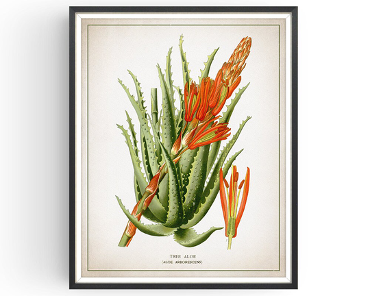 Tree Aloe - Botanical Print Vintage Aloe Vera Art Medicinal Plant Botany Decor Kitchen Unframed