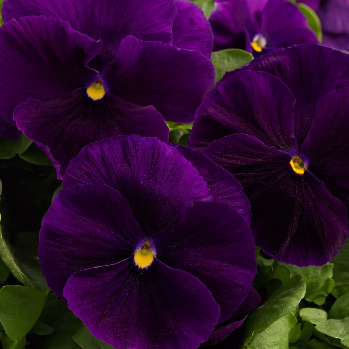 Pansy Seeds Majestic Giant Ii Clear Purple 50 Thru 500 Viola