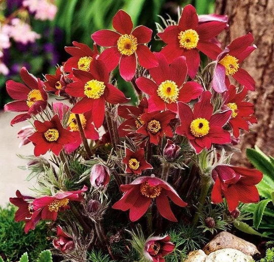 Pasqueflower Red 100 Seeds