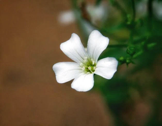 Gypsophila Monarch White 250 Seeds Annual | A Delightful Cut Flower