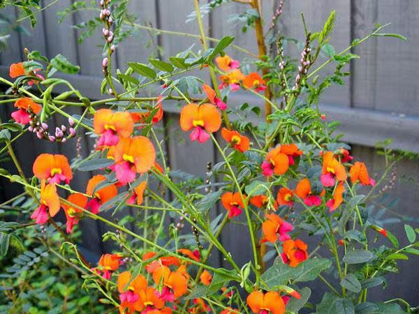Chorizema Diversifolium | Climbing Flame Pea 5 Seeds