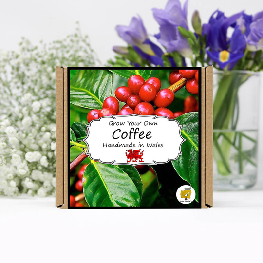 Grow Your Own Coffee Plant Kit