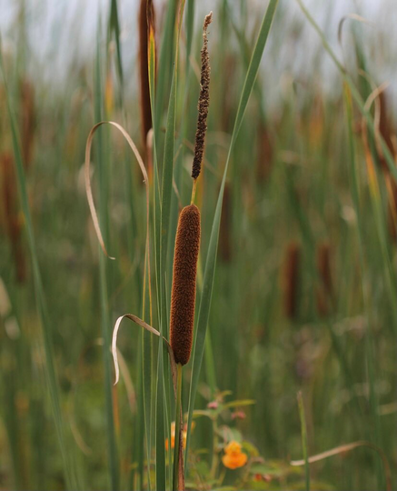 Cattail Seeds 10, 000+ Typha Latifolia Free Shipping Usa Oregon Grown