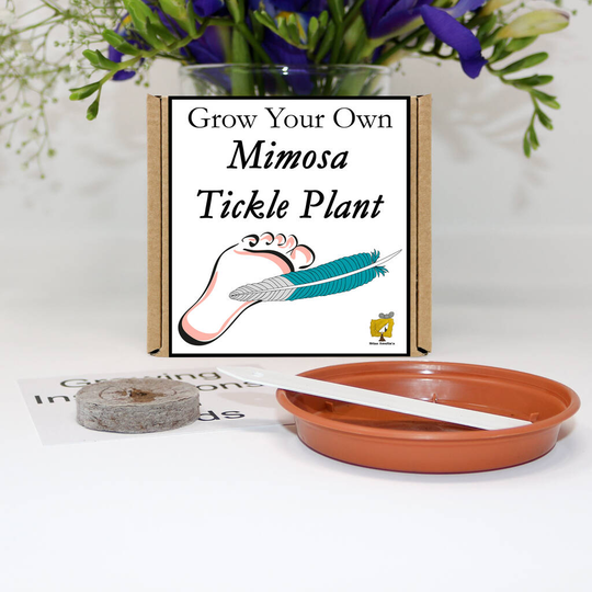 Grow Your Own Mimosa Tickle Me Plant Gift Set