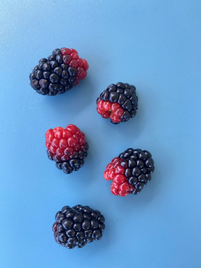 Blackberry Seeds/Seeds/Fruit Seeds/Maui Fruit Seeds/Organic Fruit/Seeds/Home Garden/Home Gardener
