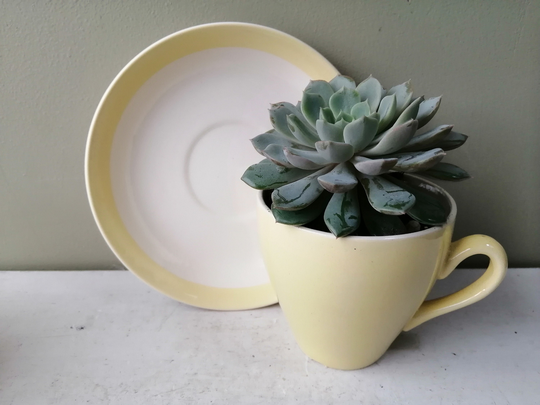 Lovely Ceramic Indoor Or Outdoor Tea Cup Planter. Made From Bilton's Sunshine Yellow Teacup & Saucer. Perfect Cactus