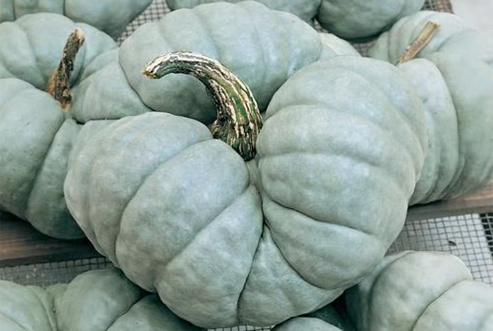15 Organic Triamble Shamrock Winter Squash Seeds Pumpkin Australian Zucca Semi Kürbis Samen Semillas Tristar Graines Zaad Zaden Sementi