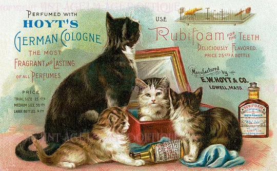 Antique Victorian Perfume Tooth Powder Cologne Advertisement Illustration Of A Cat With Playful Kittens 5x7 Greeting Card