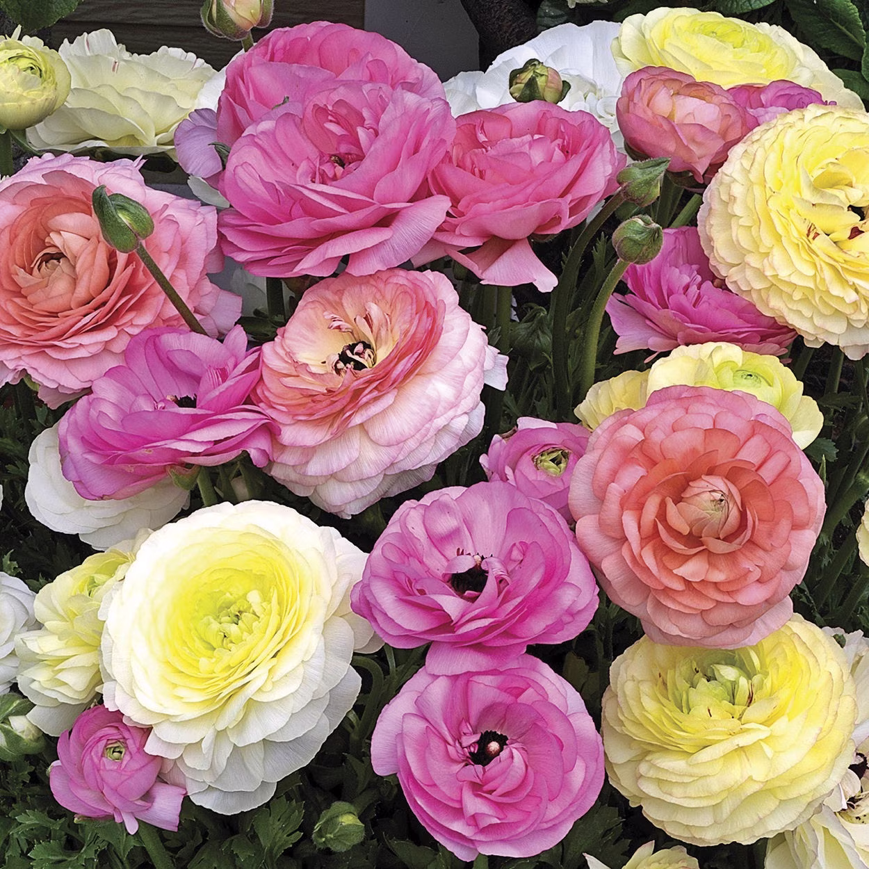 Ranunculus Seeds Mache Pastel Mix 50 Thru 250 Pelleted