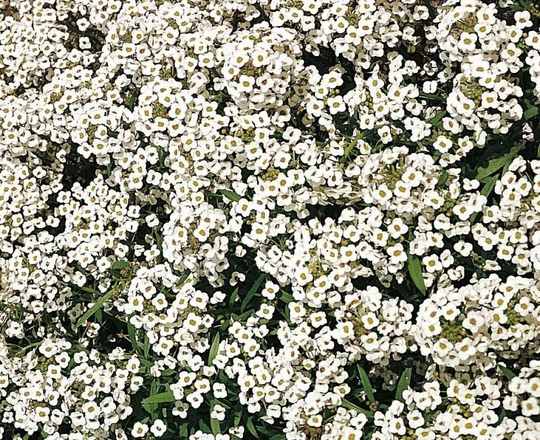Alyssum Snow Crystals X200 Seeds