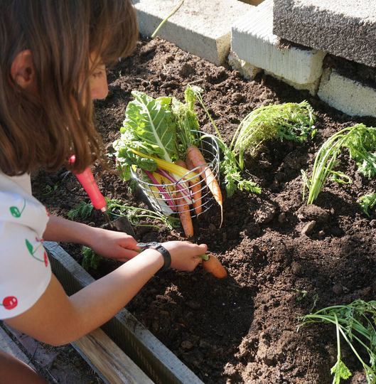 The Vibrant Veggies Box - Six Vegetables To Grow
