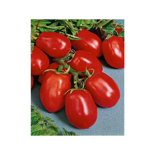 Vegetable - Tomato Davis Uc 82 10 Premium Quality Seeds