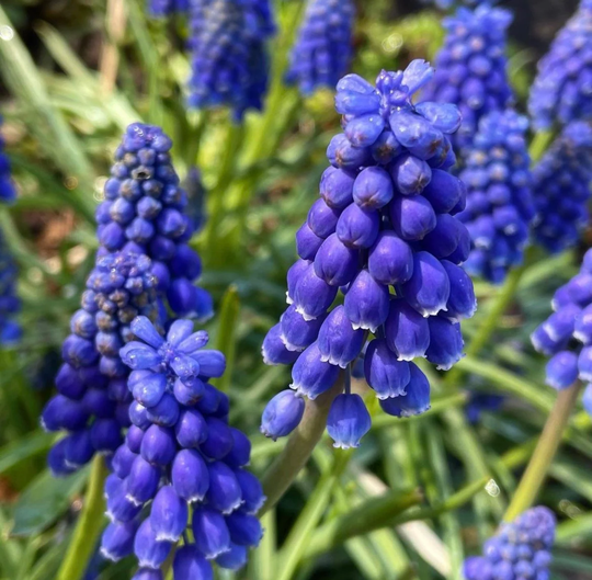Grape Hyacinth Muscari Seed - Pre Order - Ships in June