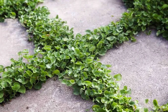 Dichondra 1G Seeds Perennial | Attractive Trailing Ground Cover