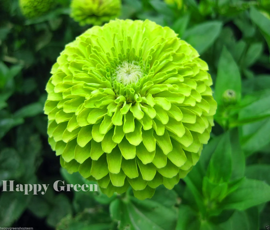 Zinnia Dahlia Lime Green - Envy 360 Seeds Zinnia Elegans Dahliaflowered Annual Flower
