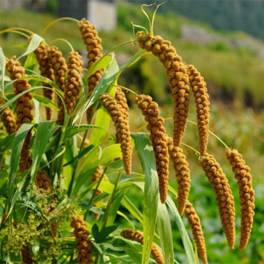 Foxtail Millet Ornamental Grass | Setaria Italica Macrocheata Seeds