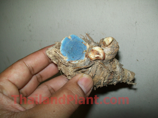 1 Rhizome Of Curcuma Caesia, Black Turmeric Plant + Free Phytosanitary Certificate