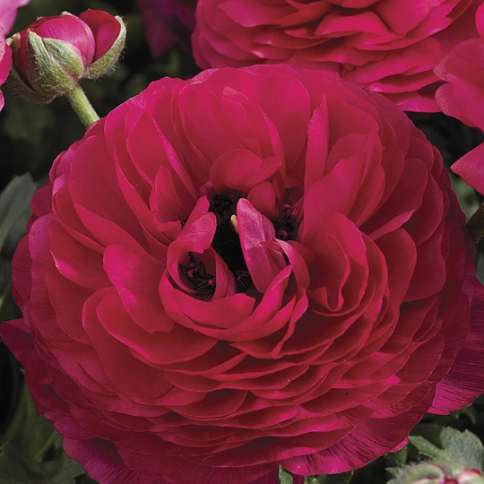 Ranunculus Seeds Mache Rose 50 Thru 250 Pelleted