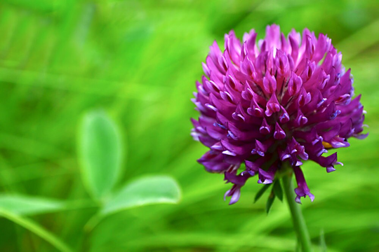 Red Clover Seed - Great From Food Plot, Cover Crop, Pasture Mix Perennial