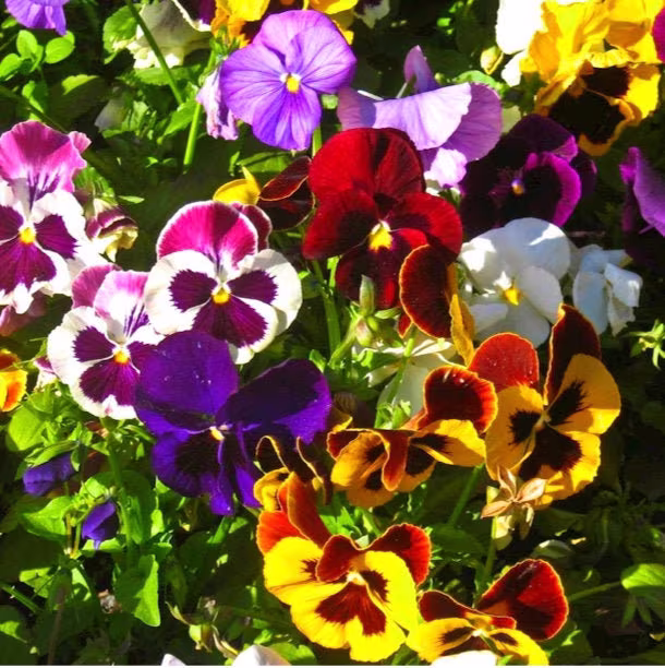 Swiss Giants Pansy Seed Mix | Non - Gmo