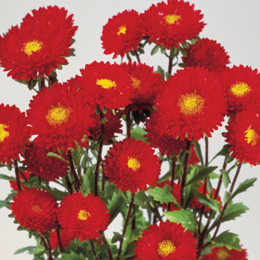Aster Seeds Matsumoto Red 50 Flower