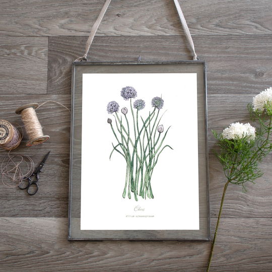Chives Cooking Herb Botanical Watercolour Plant Illustration, Kitchen Print, Wall Art