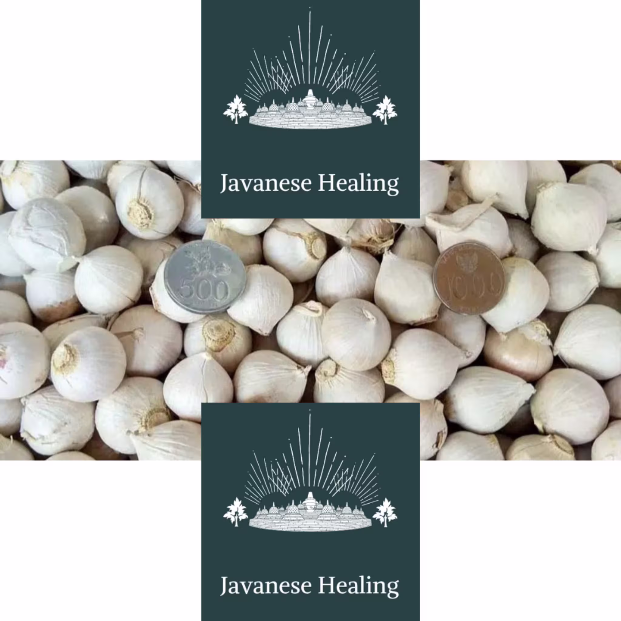 Solo Garlic Bulbs Javanese Healing