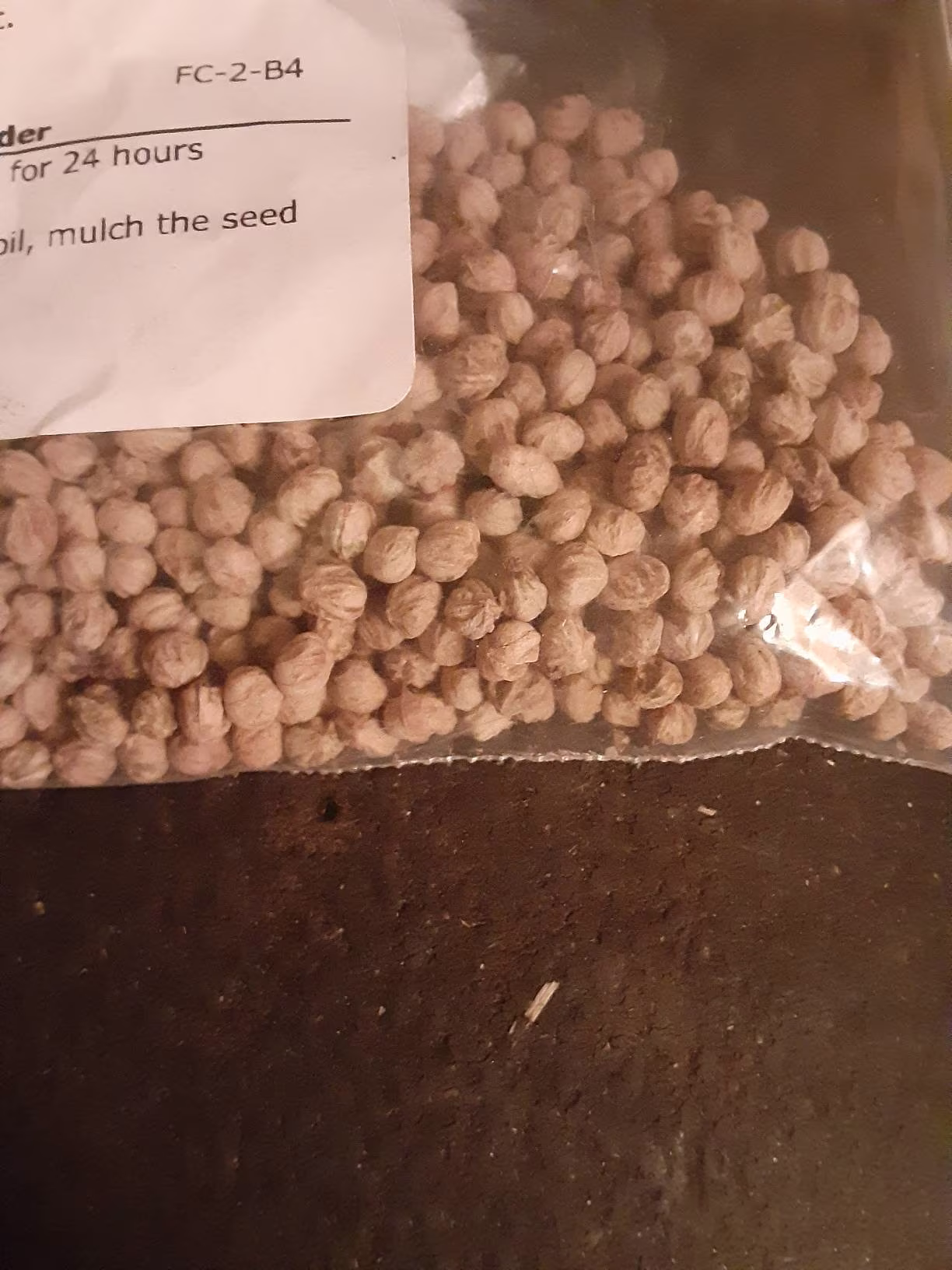 Pale Dogwood Tree Seeds. | Swamp Dogwood