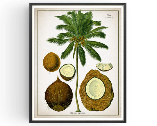 Coconut - Botanical Print Vintage Tropical Plant Medicinal Botany Decor Kitchen Unframed