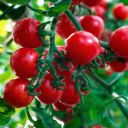 Tomato Crimson Crush F1 5 Seeds | Outstanding Flavour & Disease Resistance Rare The Ideal Tomato