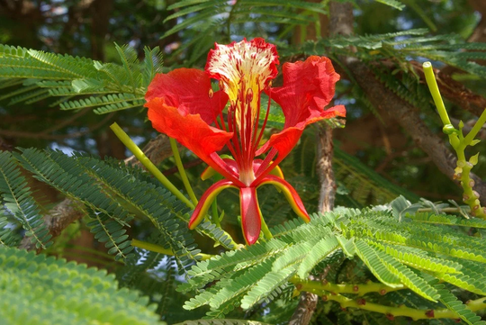 Delonix Regia X10 Seeds Orange-Red Flowers Over Summer, Fern-Like Leaves