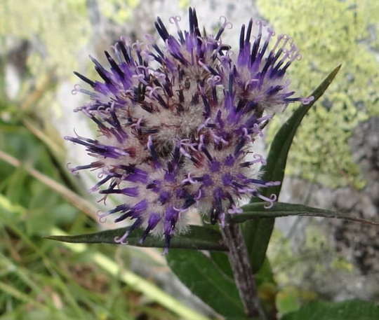 100 Saussurea Lappa Seeds , Saw Wort Snow Lotus Seeds