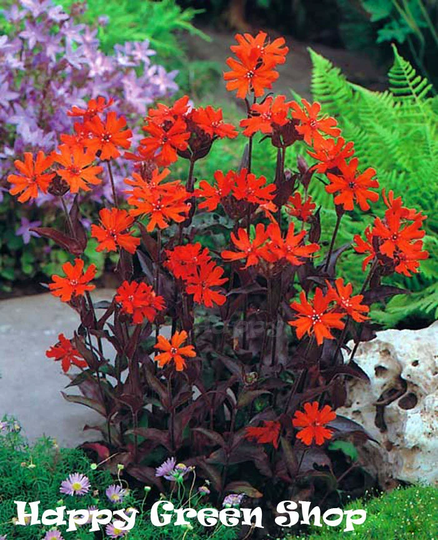 Lychnis - Arkwright's Campion 120 Seeds Arkwrightii Vesuvius Flower
