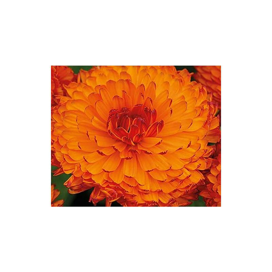 250 Best Seeds Calendula Neon Flower Seeds