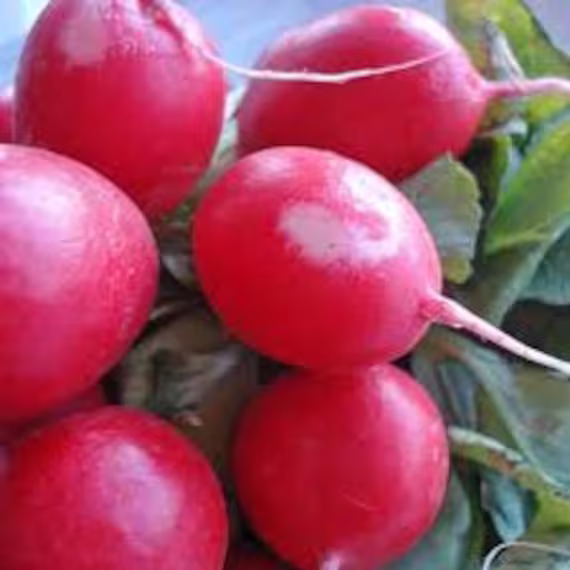 Pink Beauty Radish Seeds, Organic Us Seeds Non Gmo Heirloom, Free Gift With Orders