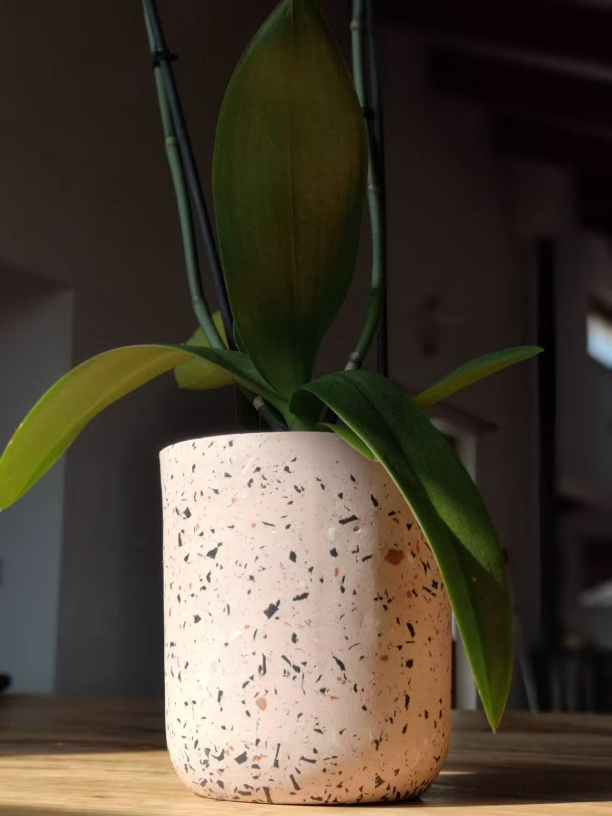 Concrete Terrazzo Pot/Vase/Planter
