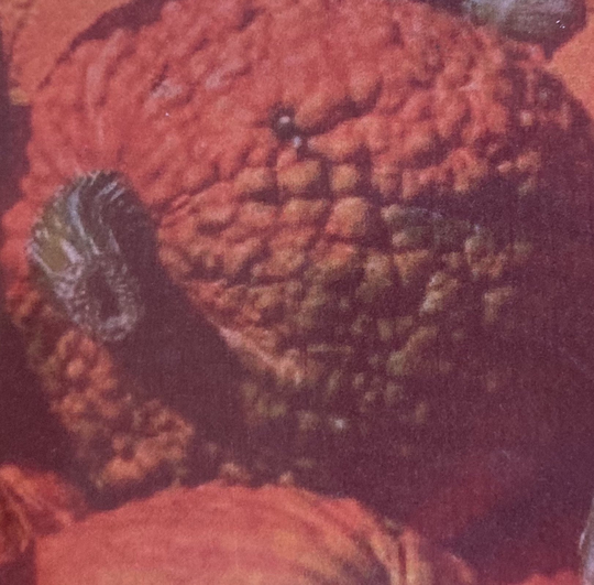Organic Non Gmo Heirloom Red Warty Thing Pumpkin Great For Eating & Decorating