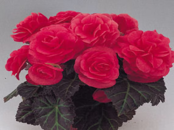 Begonia Seeds Nonstop Mocca Pink 100 Thru 500 Pelleted