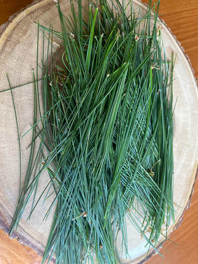 Fresh Picked Or Dried Made To Order Eastern White Pine Needles For Pine Needle Tea