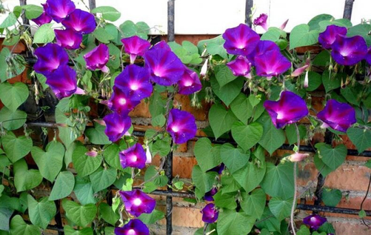 Flower Seeds Morning-Glory Purple Star