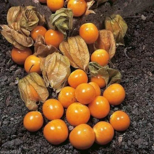 Cape Gooseberry Seeds