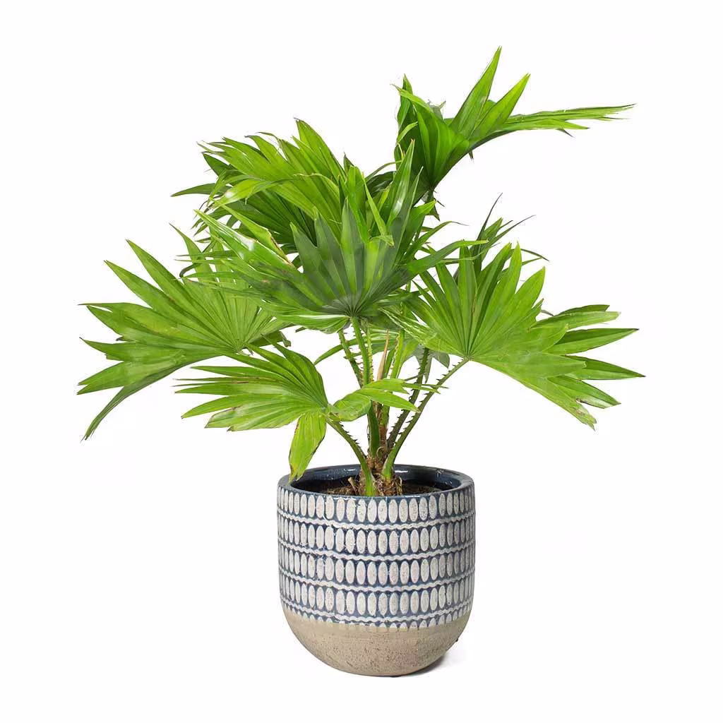 Chinese Fan Palm Livistona Chinensis Houseplant Seeds - Tropical Indoor House Plant 10 Fresh Rare Easy To Grow