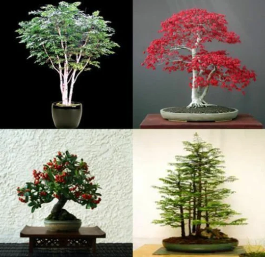 Mix Of 20 Tree Seeds. Seeds That Can Be Used For Bonsai. 5 Each Variety