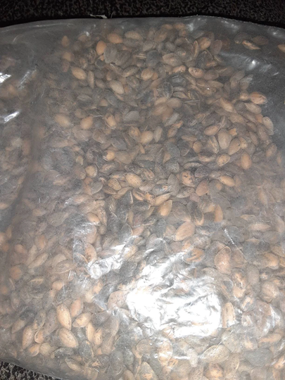 Chinese Pine Tree Seeds | Yunnan Pine