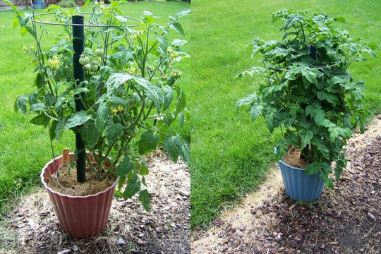 Vegetable - Tomato Gartenperle 250 Premium Quality Seeds