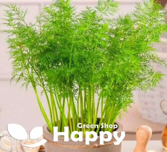 Dill Compatto - 1000 Seeds Anethum Graveolens Dwarf Indoor Variety Perfect For Pots & Containers